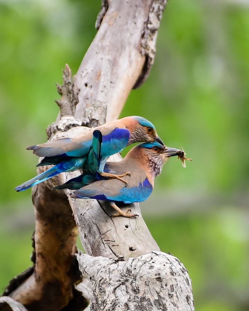 Photograph by Debashis Subudhi