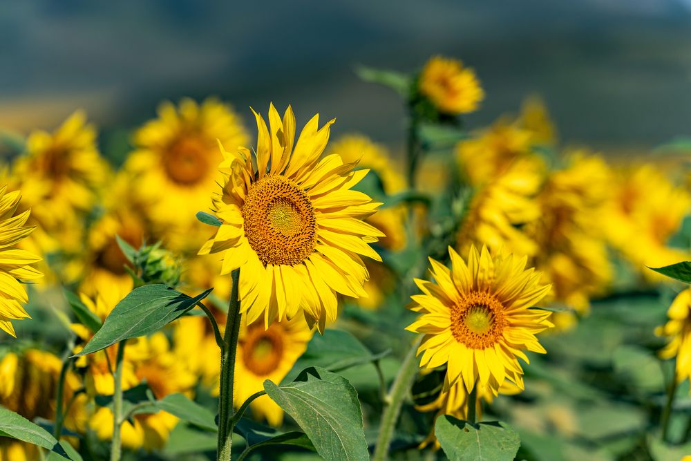 Photograph by Алексей Торлопов