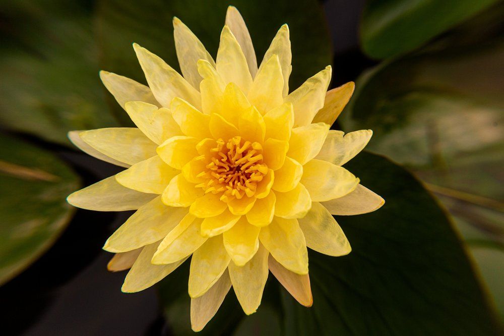 YELLOW WATERLILY FLOWER