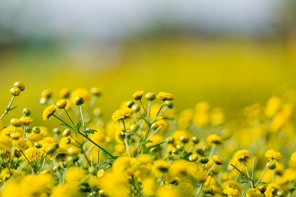 Chrysanthemums flowers in Spring time