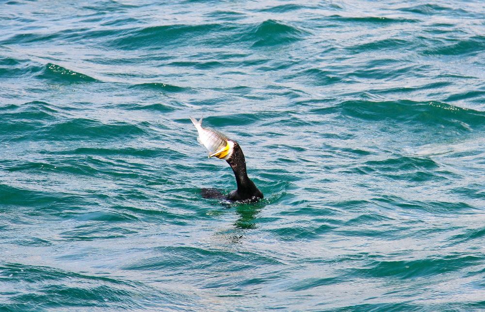 Photograph by Алексей Хазов