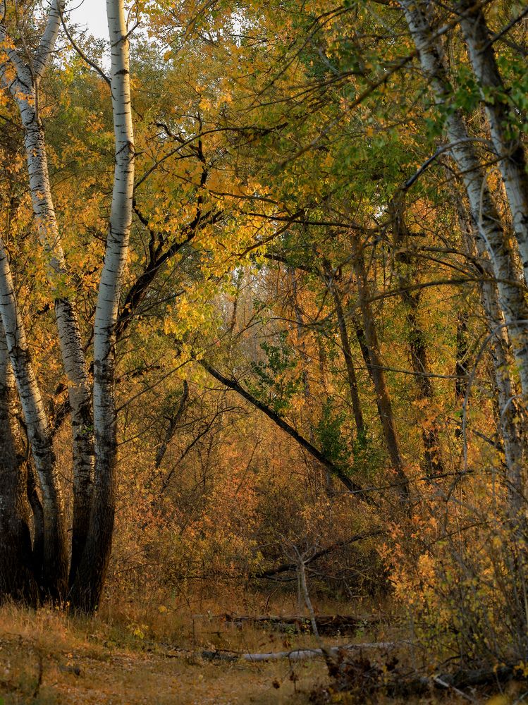 Photograph by Сергей Конюшенко
