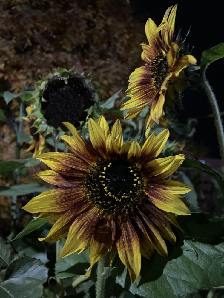 Фотография автора Рамзия Хисамутдинова