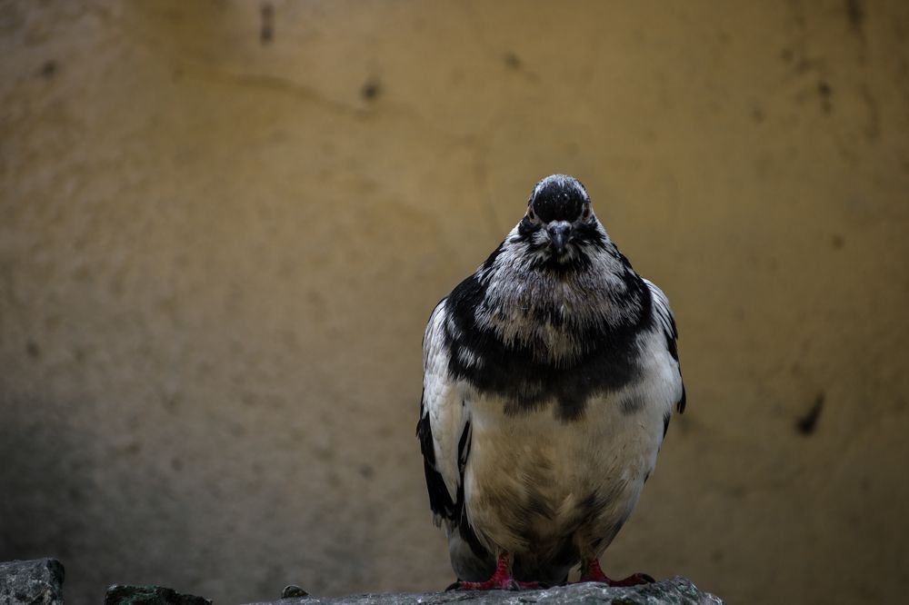 Photograph by Александр Фанталов