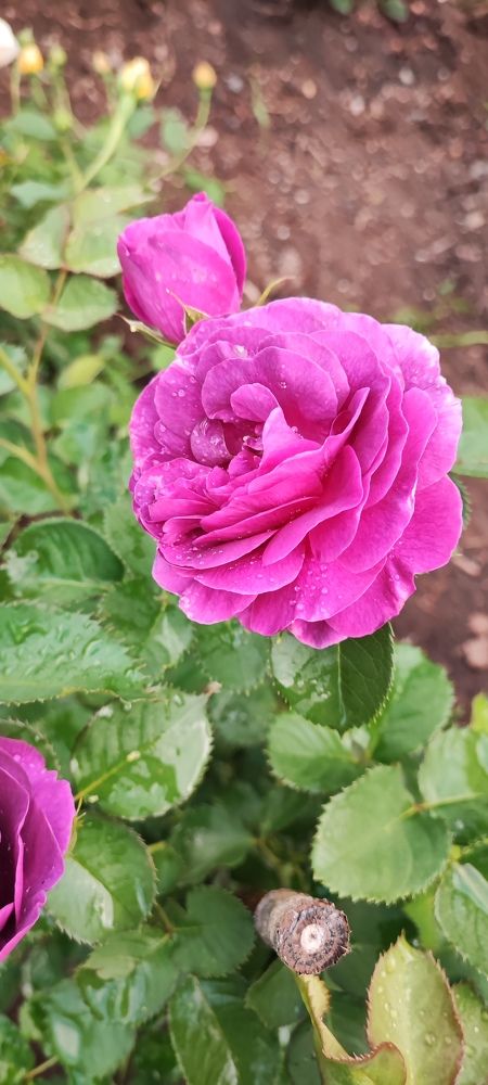 Photograph by Елена Новикова