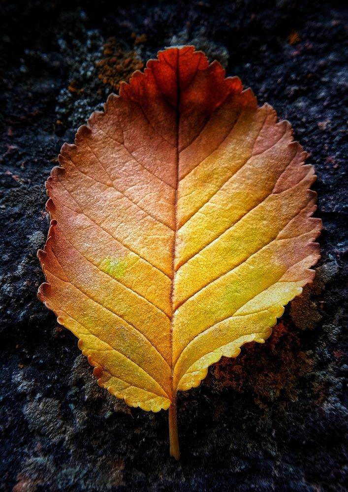 Фотография автора Mahdi Mohammadi