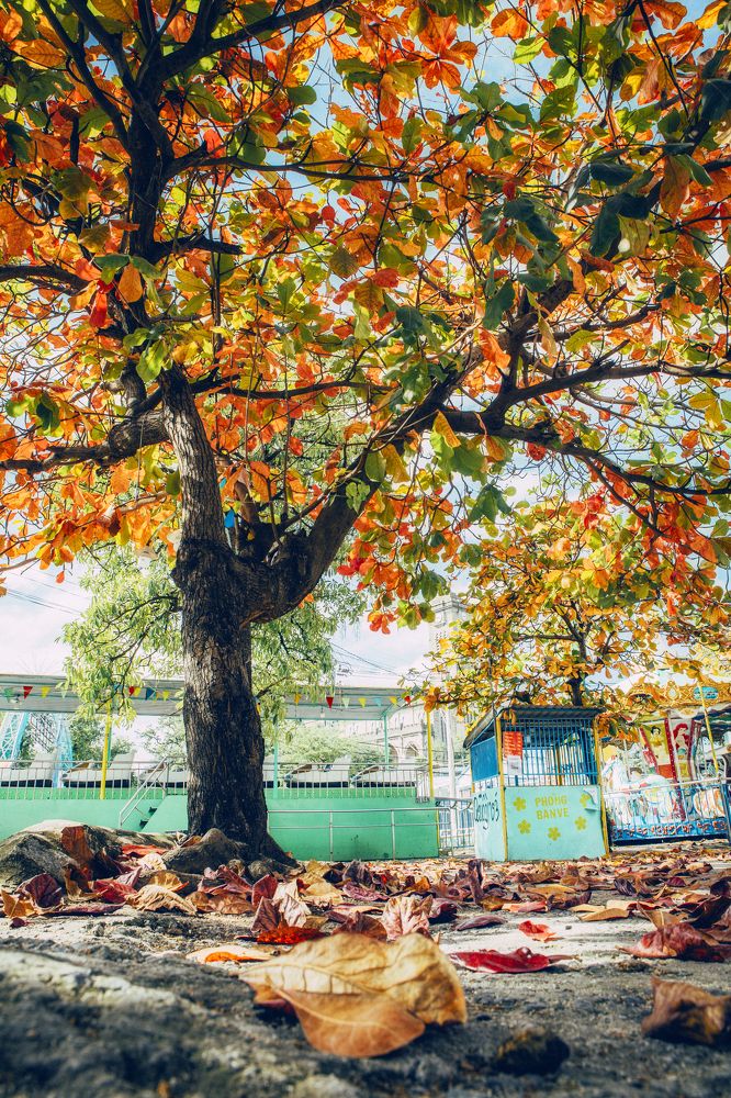 Photograph by Tran Khoa