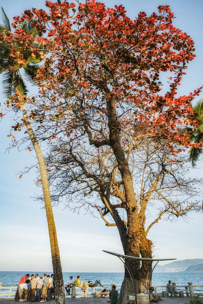 Photograph by Tran Khoa