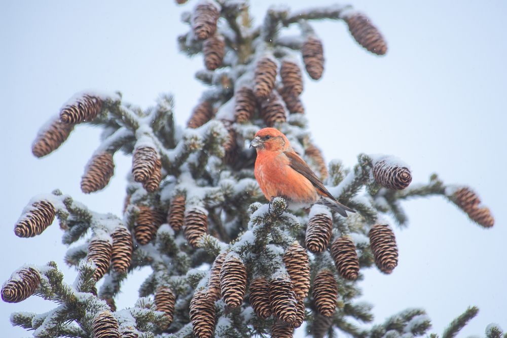 Photograph by Силантьев Даниил