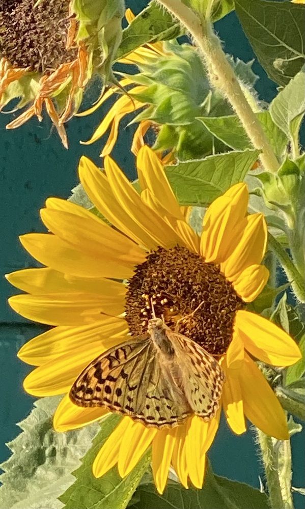 Photograph by Светлана Фесенко