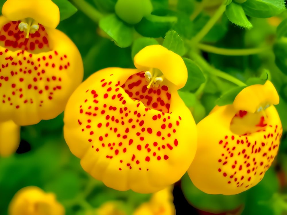 Photograph by Kamal Bhattacharjya