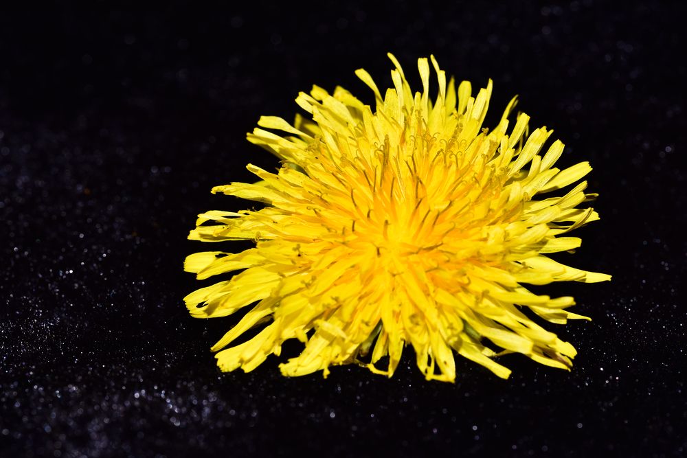 Фотография автора OVIDIU-IOAN TICU