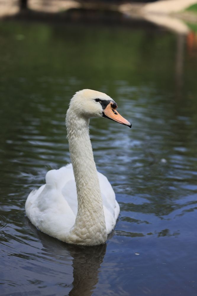 Photograph by Заломаева Надежда