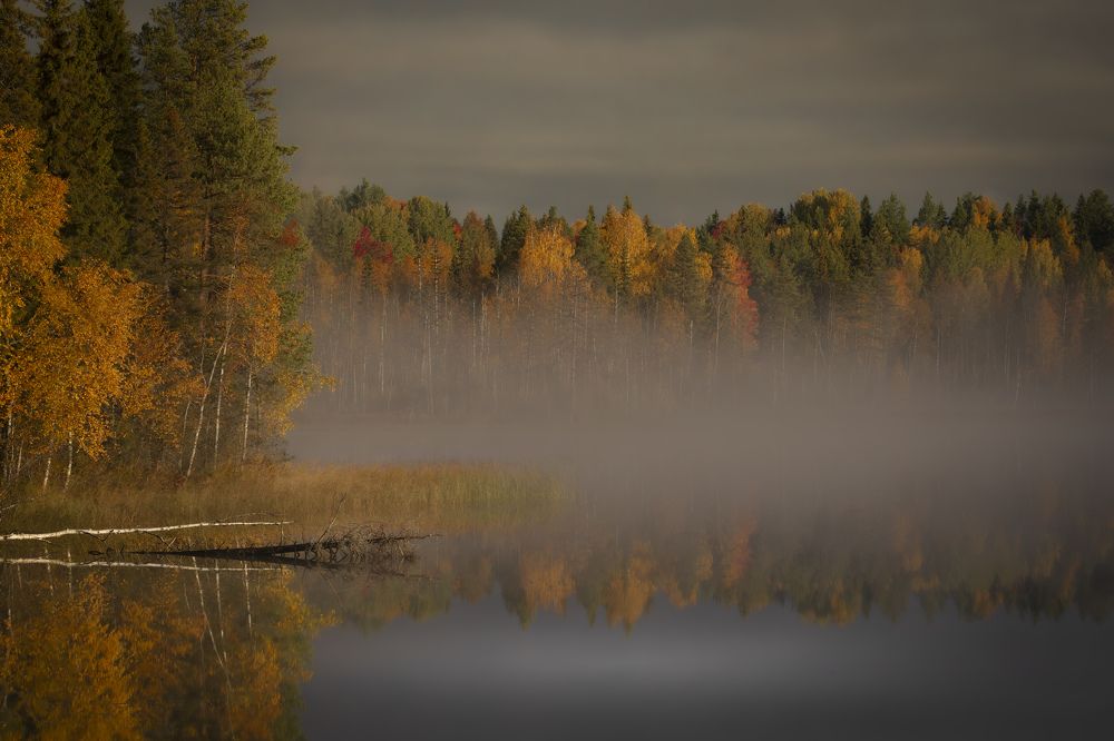 Золото и туман