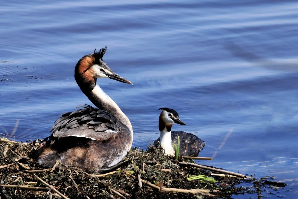 Photograph by Olga Asson