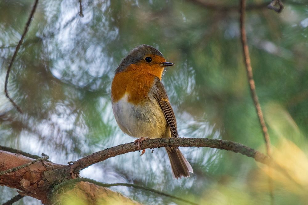 Photograph by Анатолий Чесноков