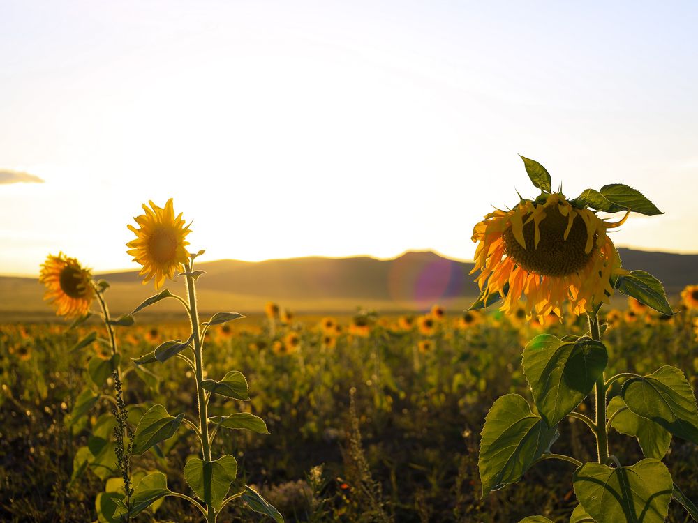 Photograph by Дарья Целуйко