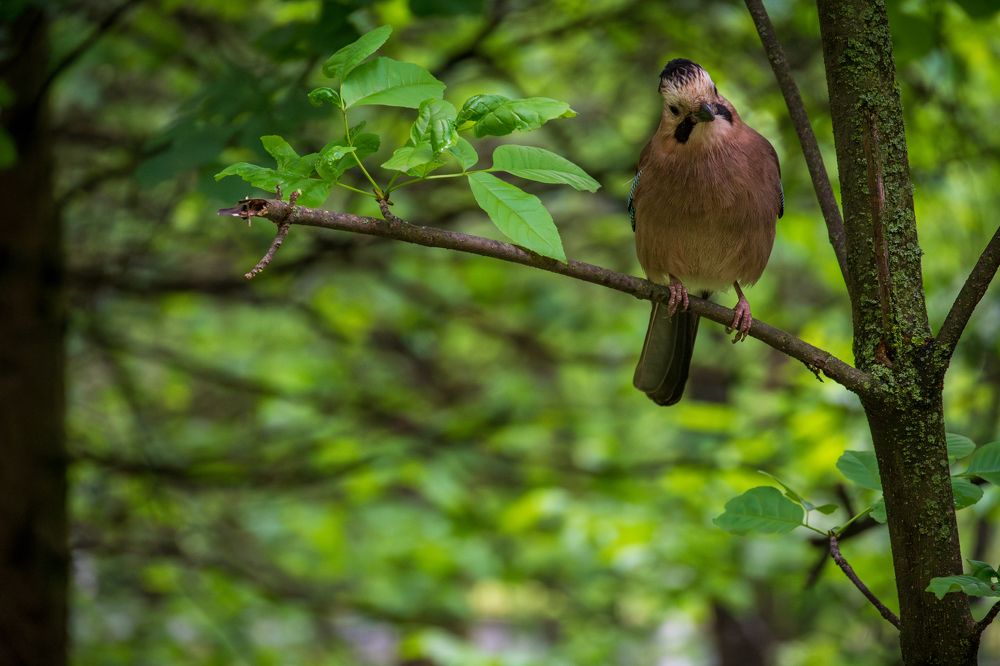 Фотография автора Дмитрий Referee