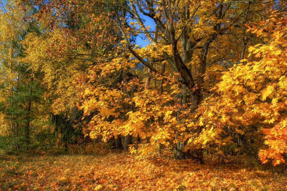 Осеннее золото.