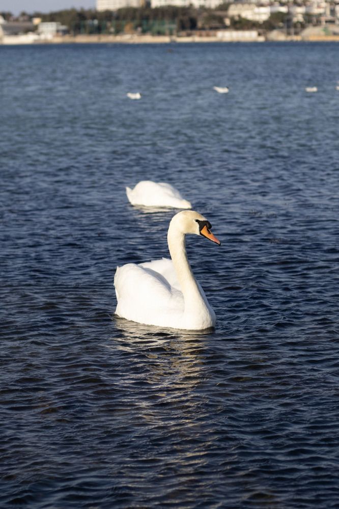 Photograph by Ксения Золотарь