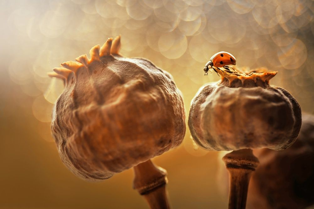 Photograph by Лапшина Владлена