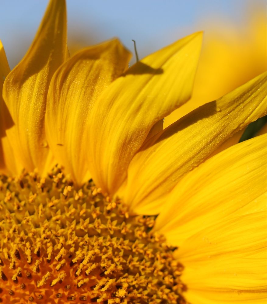 Photograph by АЛЛА ТАРАСЕНКО