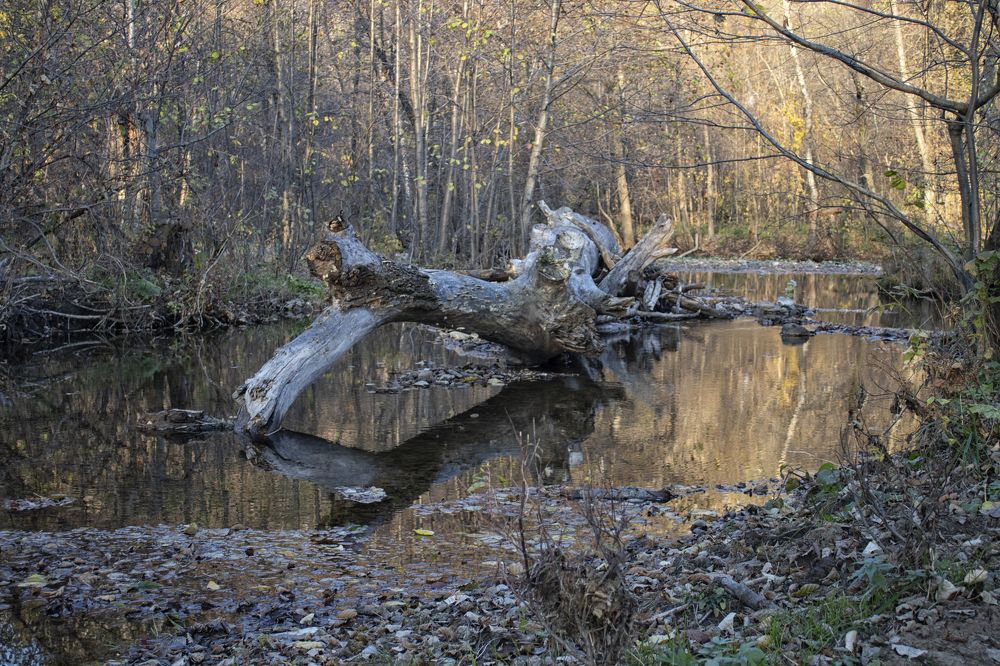 Фотография автора Веста Ягужинская
