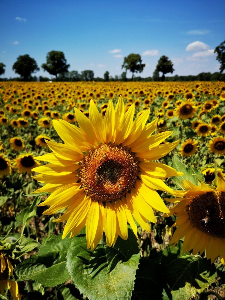 Фотография автора Julia