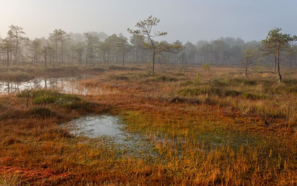 Photograph by Vera Komarova