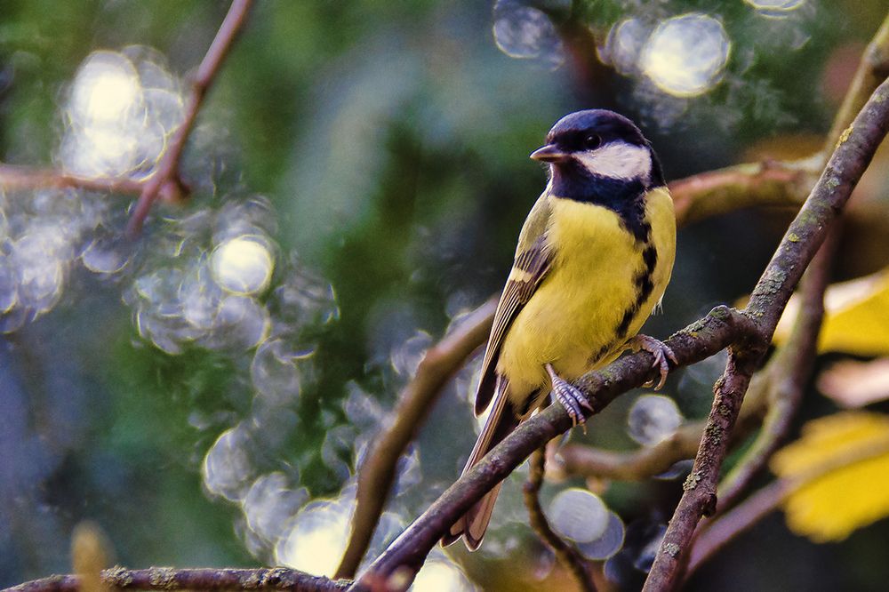 Осенняя гостя