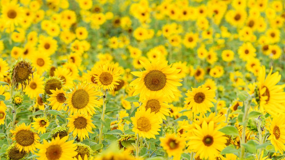 Photograph by Valdis Serzhans