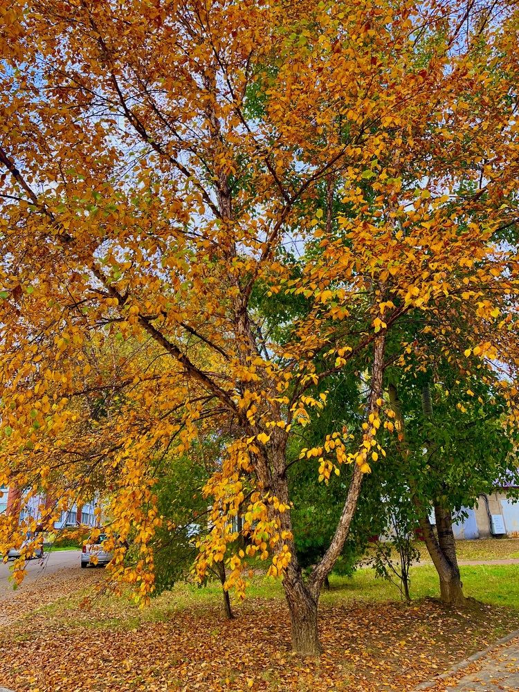 Осенние контрасты