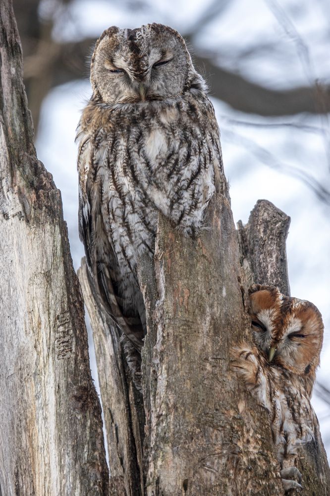 Photograph by Владимир Зайцев