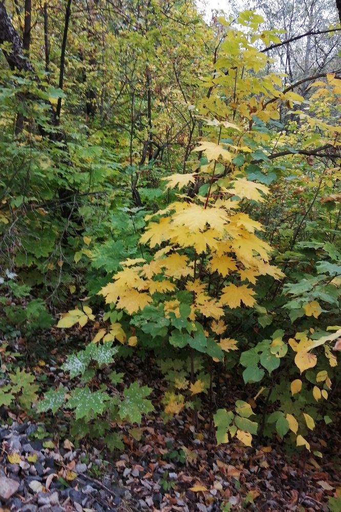 Photograph by Римма Бобрякова