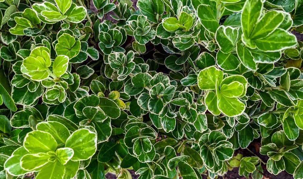 Photograph by Nikolay