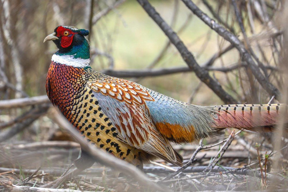 Photograph by Munkhzorig Baatar