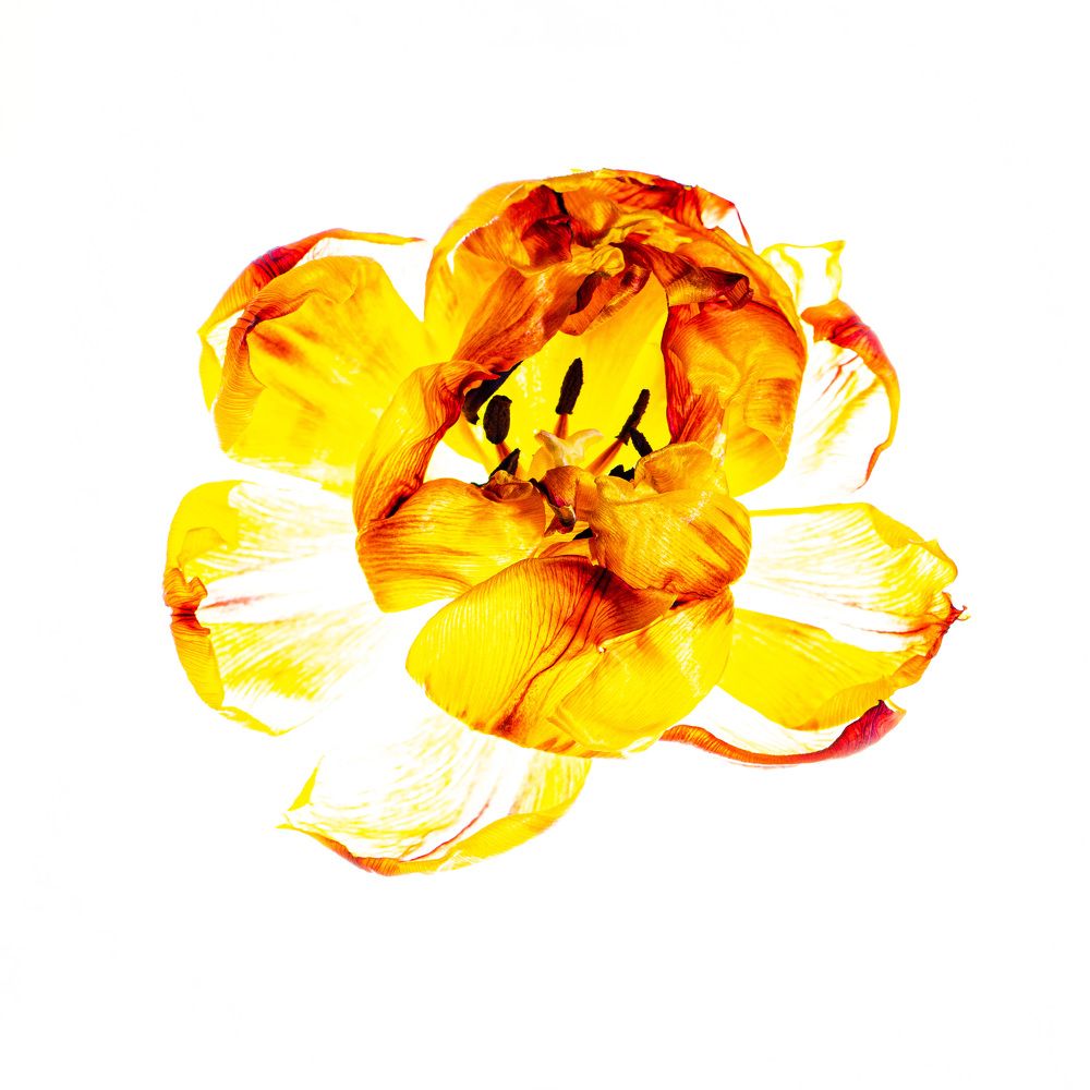 Photograph by Елена Леонидовна