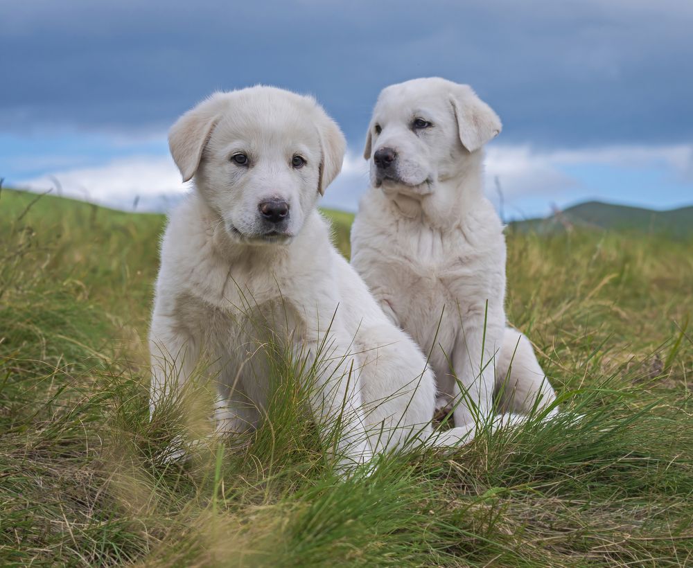 Photograph by Davide Poletto