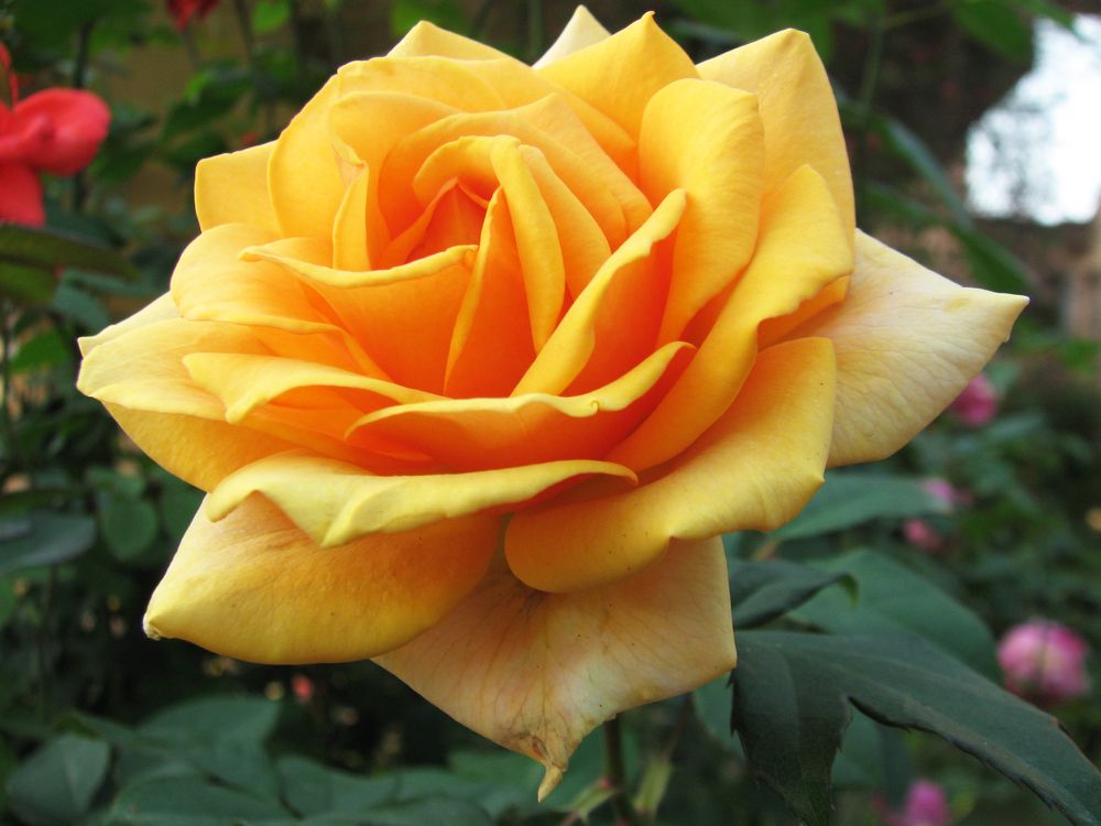 Photograph by SURAJIT SARKAR