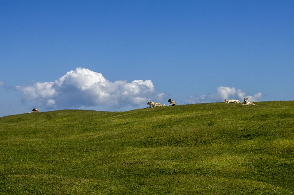 Photograph by Reza Zanganeh