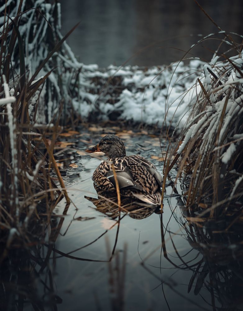 Photograph by Max Justh