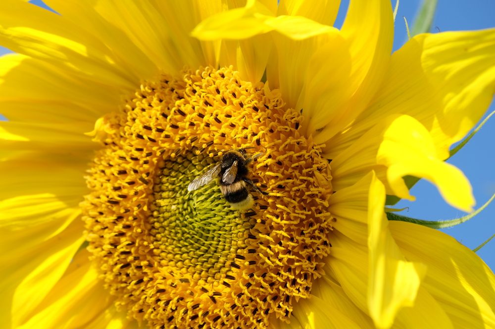 Фотография автора Наталья Липовская