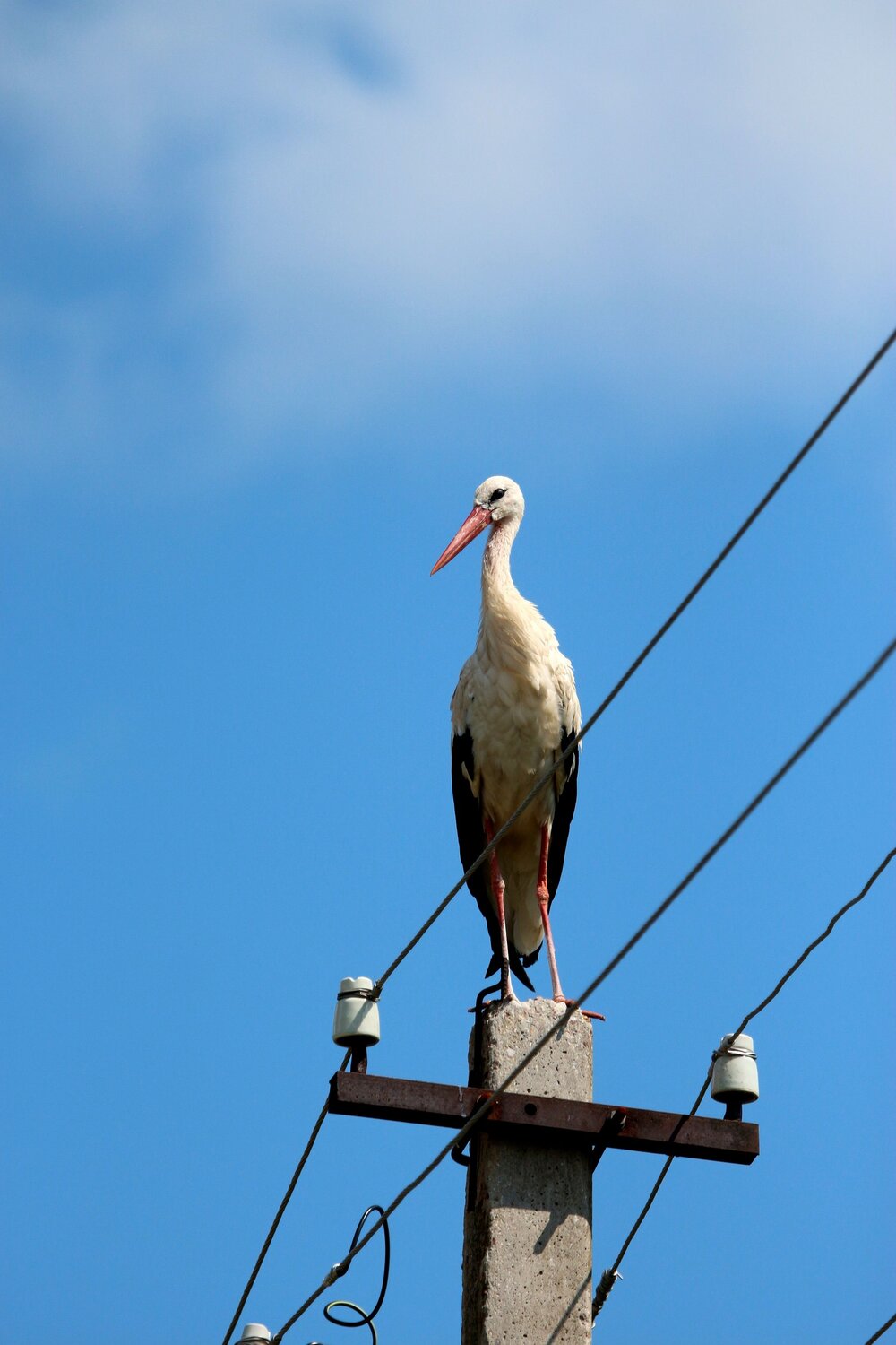 Photo #11135351