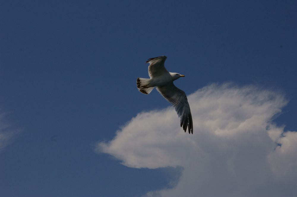 Photograph by Елена Алешкевич