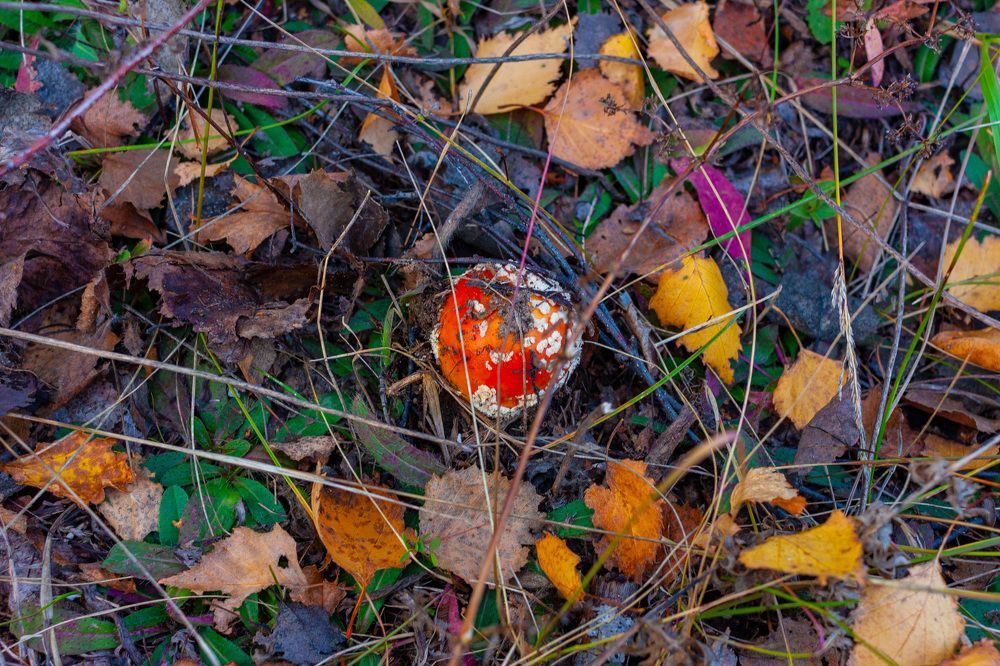 Photograph by Сергей Щербаков