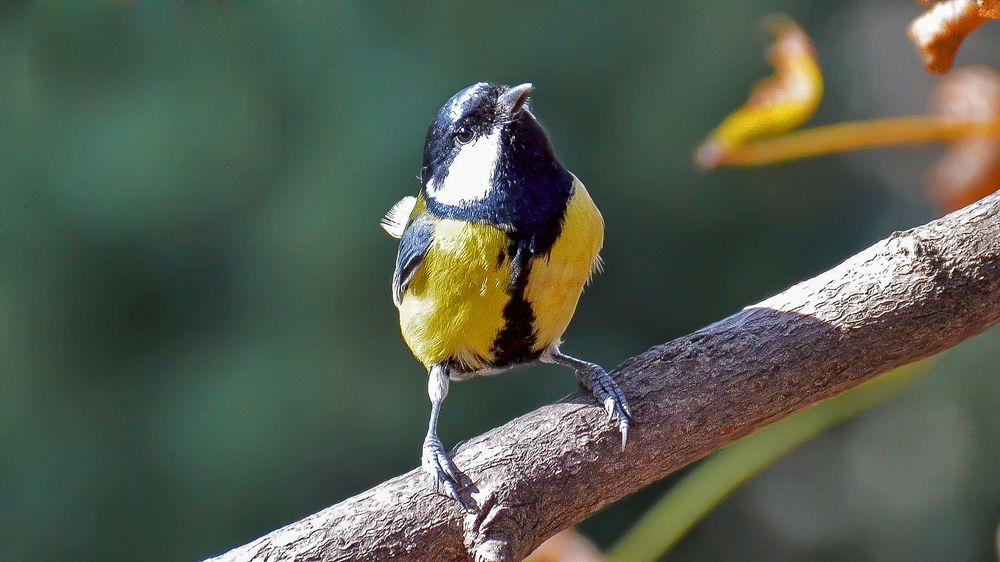 Просто красавица