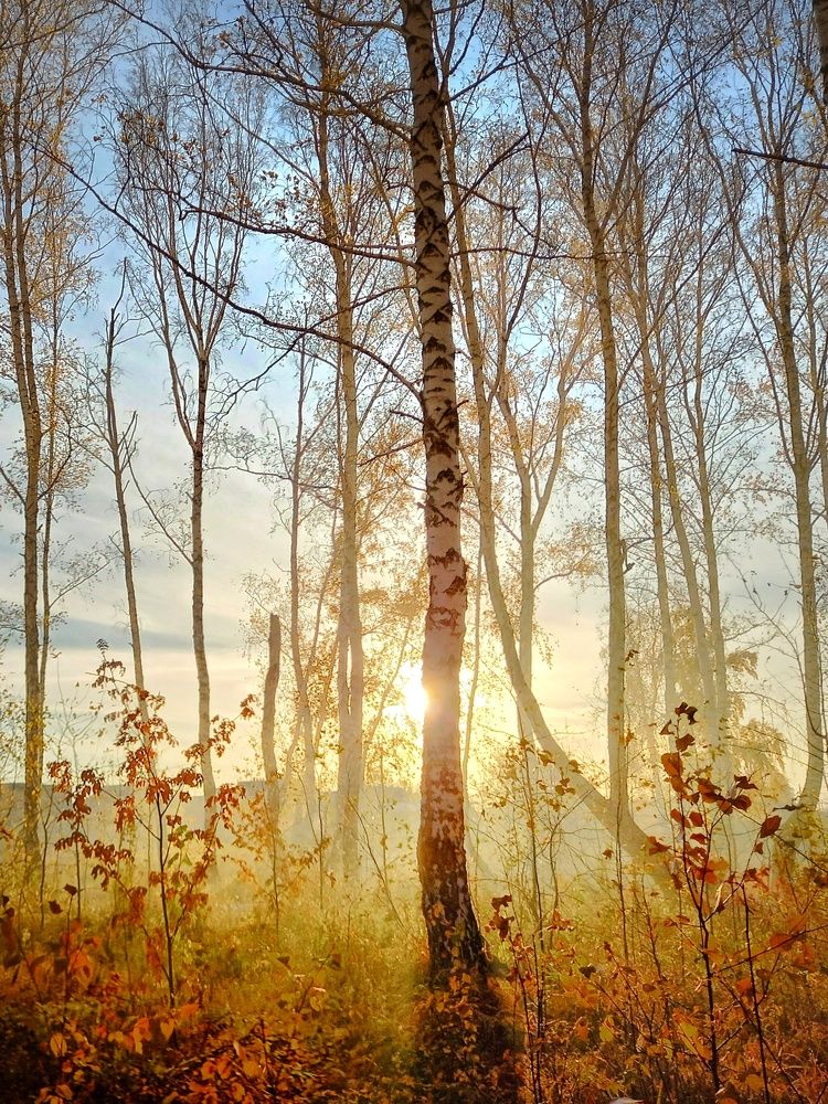 В берёзовом леске