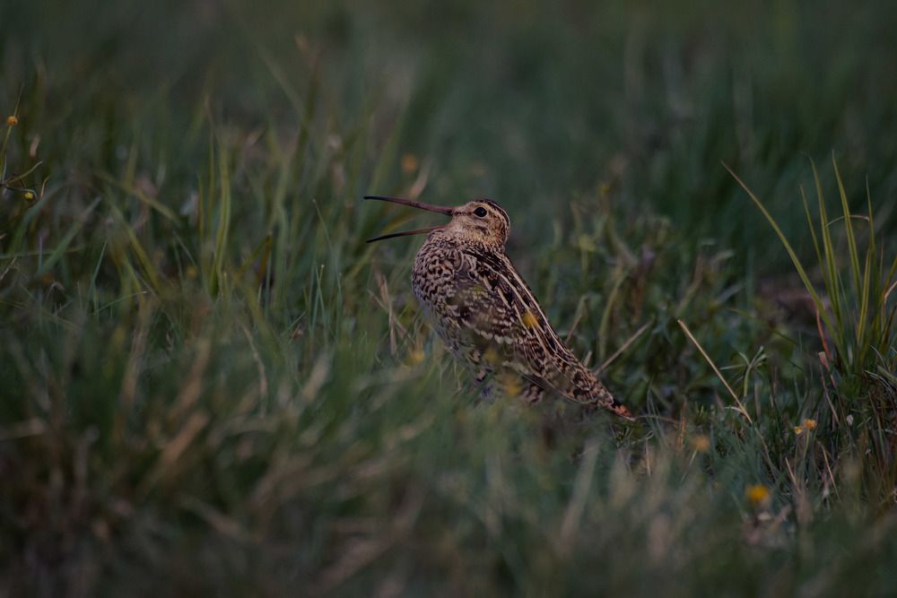 Photograph by Сергей Немцев