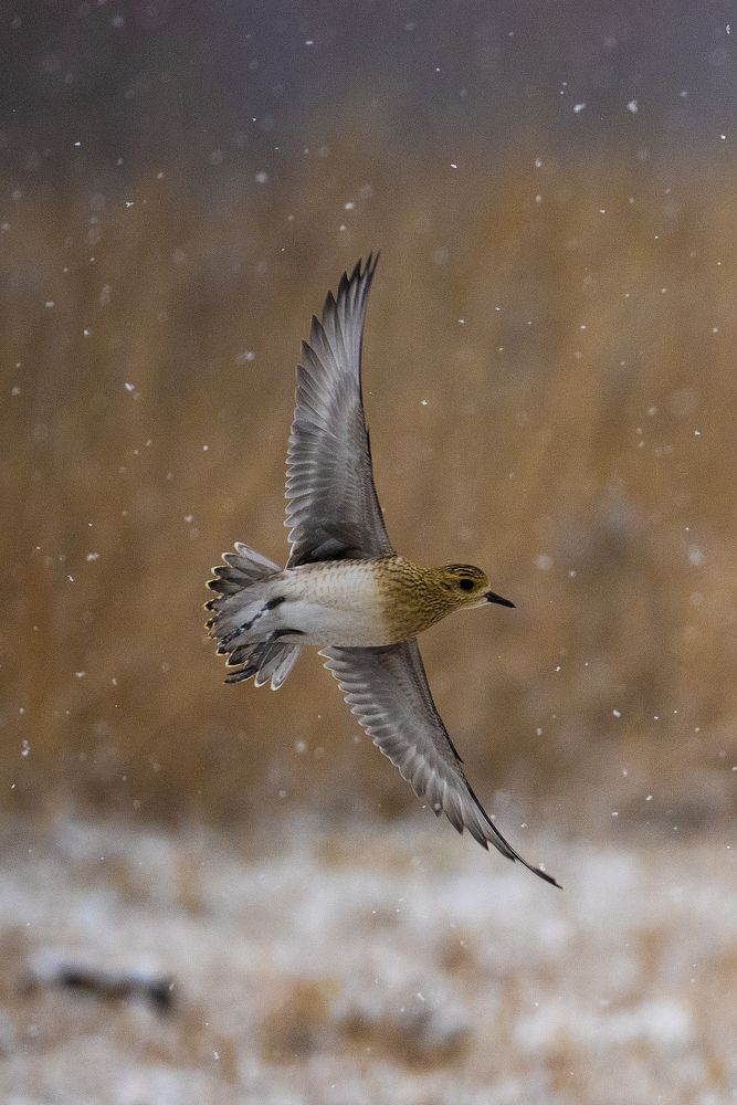 Бурокрылая ржанка