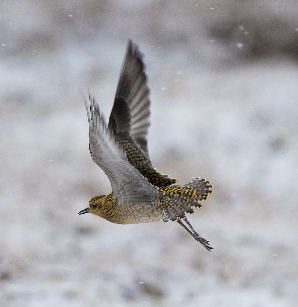 Бурокрылая ржанка